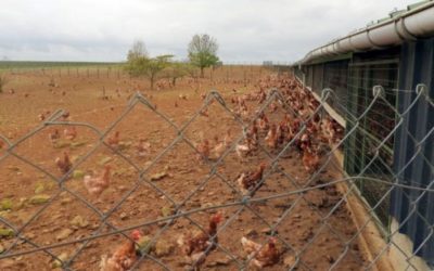 Les TA visitent un élevage de poules pondeuses œufs-Bio et étudient la filière !
