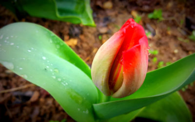 Tulipes contre le cancer avec le CFA MFR Puy-Sec
