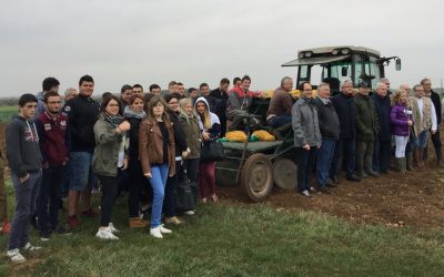 Plantation de tulipes contre le cancer