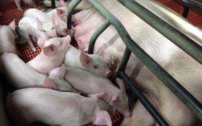 Les porcs du GAEC « Poussigny » ont la visite des 4è