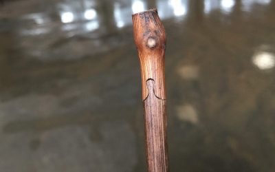 Visite de la Pépinière MERCIER Frères à VIX