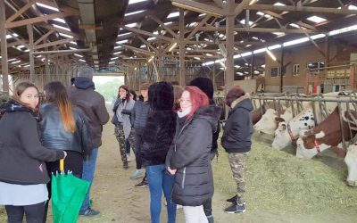 Produire, transformer et vendre son lait de vaches