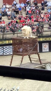 Le lion - 3ème MFR PUY SEC-