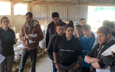Après-midi technique pour les TA1 : la ration mélangée en chèvres