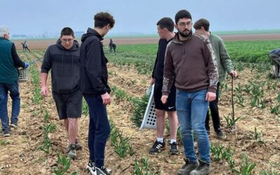 Des tulipes contre le cancer : belle action des CAPAMA
