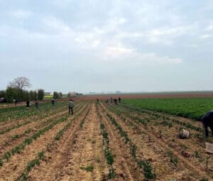 Tulipes contre le cancer -MFR PUY SEC-