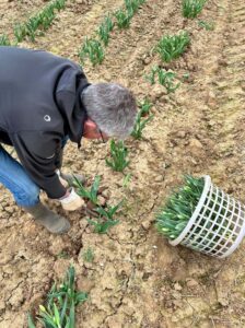 Tulipes contre le cancer -MFR PUY SEC-