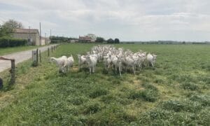 Chèvres-visite-GAEC-Les-Caprins-