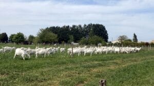 Chèvres-visite-GAEC-Les-Caprins-