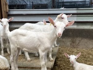 Chèvres-visite-GAEC-Les-Caprins-