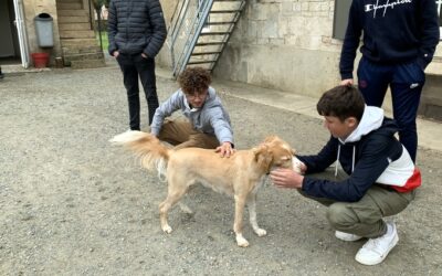 Médiation animale, un plus pour la réussite