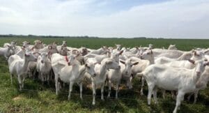 Chèvres-visite-GAEC-Les-Caprins-