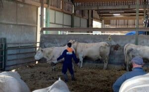 Manipulation bovins - MFR PUY SEC-