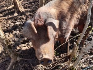 Voyage d'étude technicien Agricole 2023 -MFR PUY SEC-