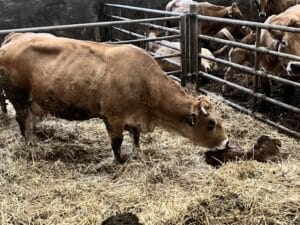 Visite TEA GAEC Guillemet Les Gâts - MFR PUY SEC-