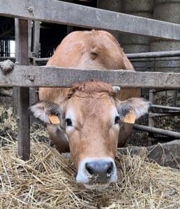 Visite TEA GAEC Guillemet Les Gâts - MFR PUY SEC-