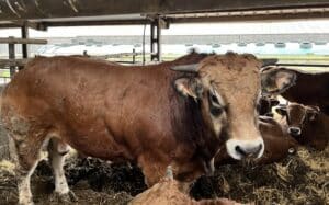 Visite TEA GAEC Guillemet Les Gâts - MFR PUY SEC-