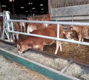 Visite GAEC La Gironaise - MFR Puy Sec-